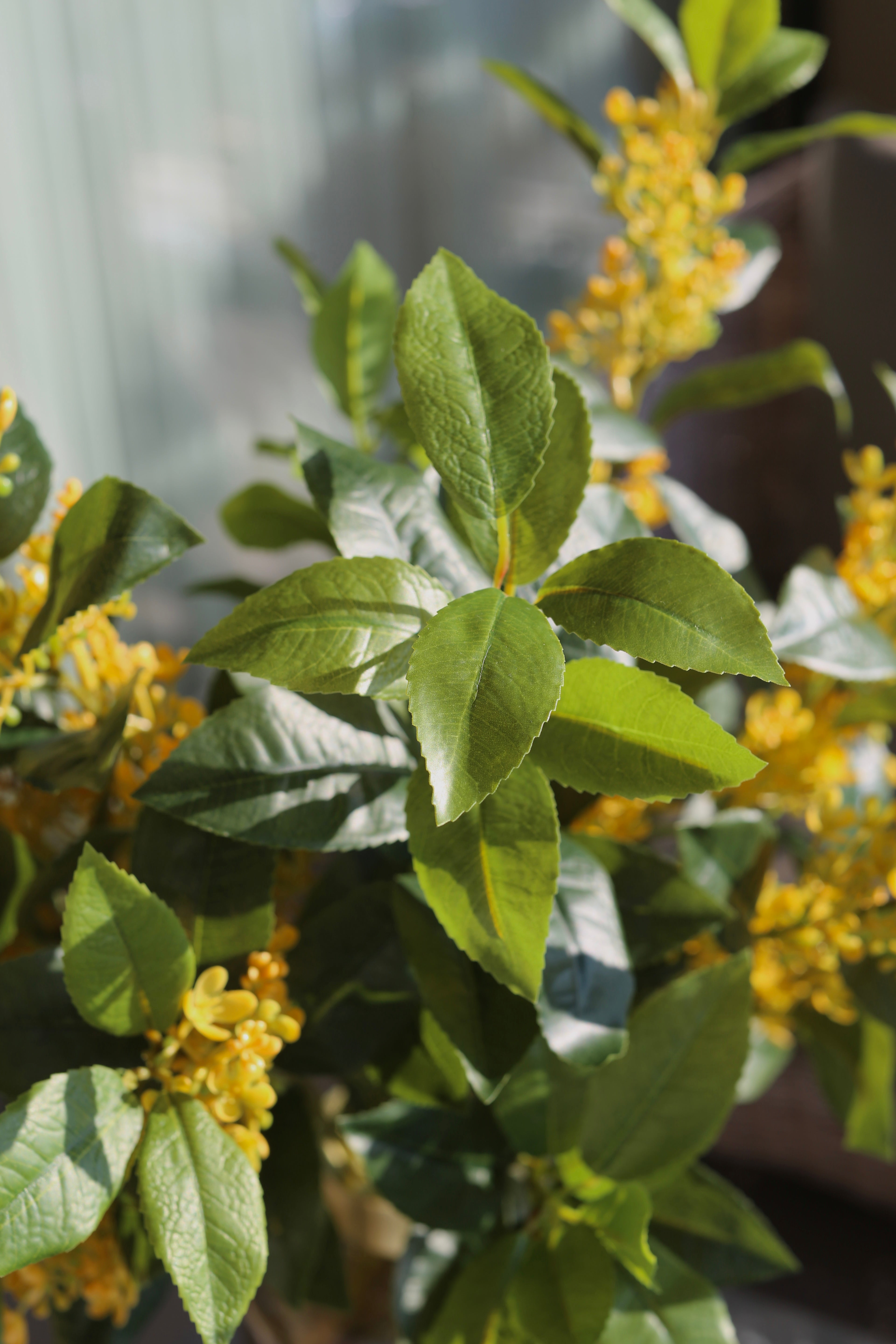 Sweet Olive Bush Yellow