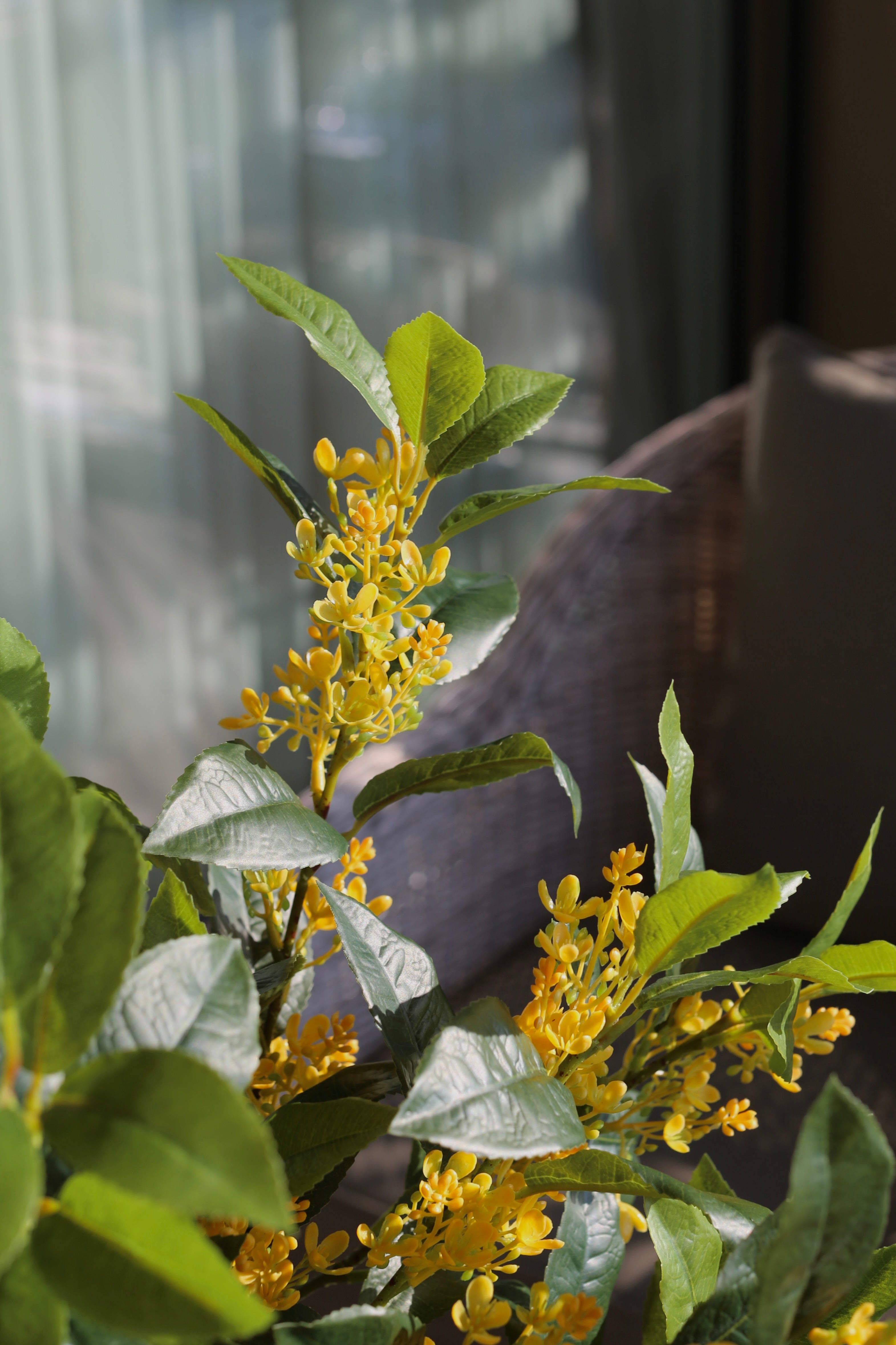 Sweet Olive Bush Yellow