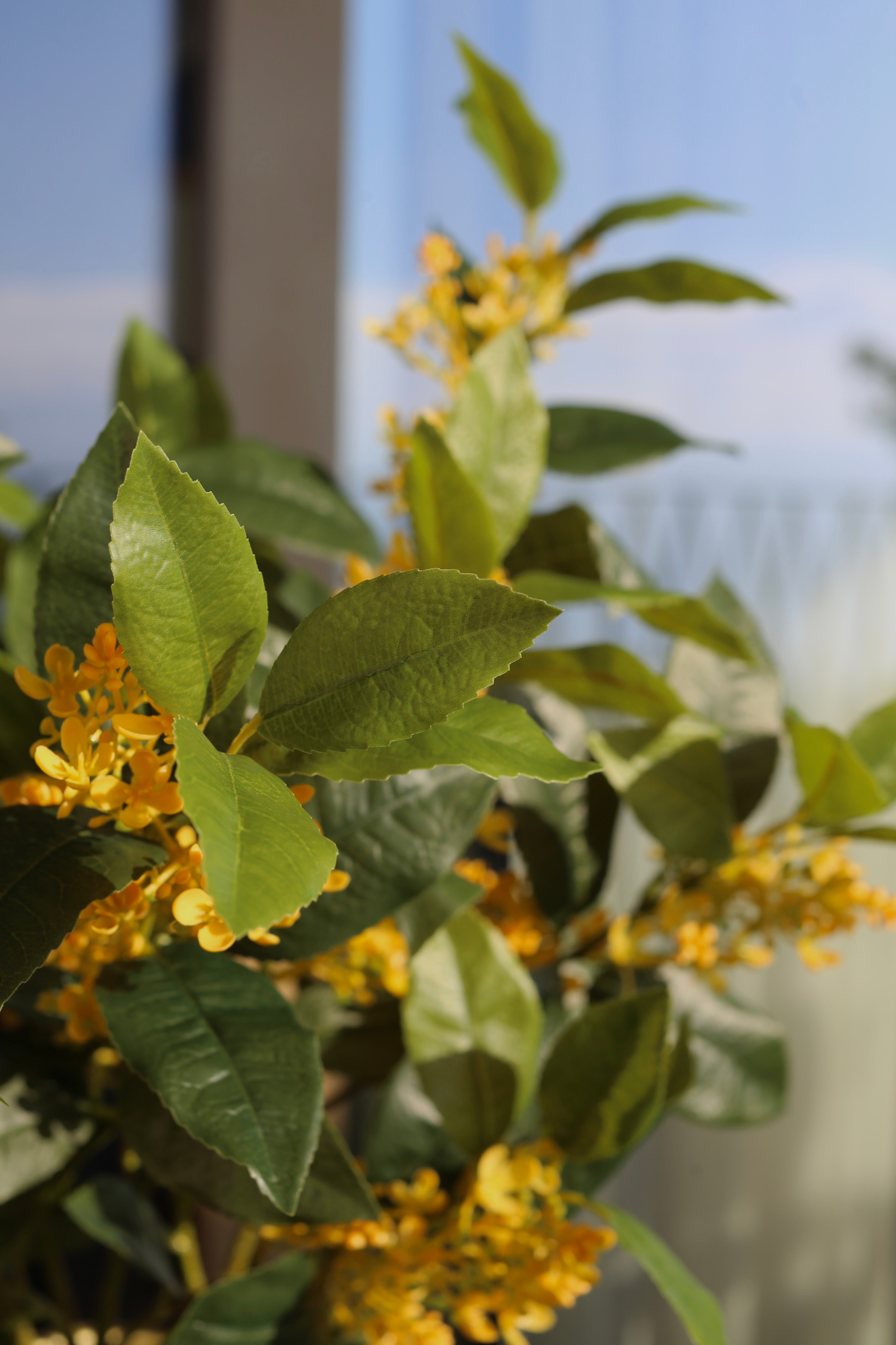 Sweet Olive Bush Yellow