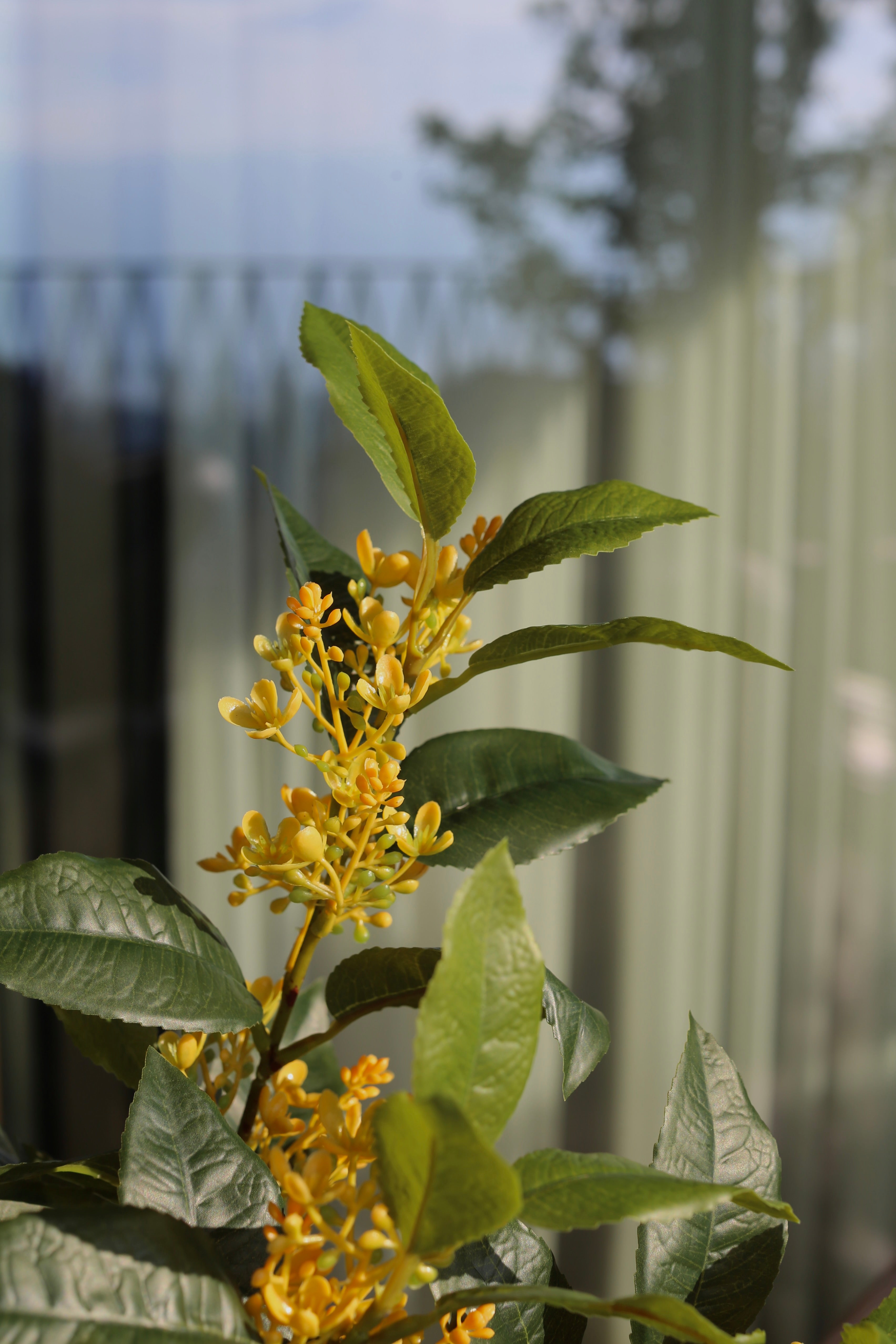 Sweet Olive Bush Yellow