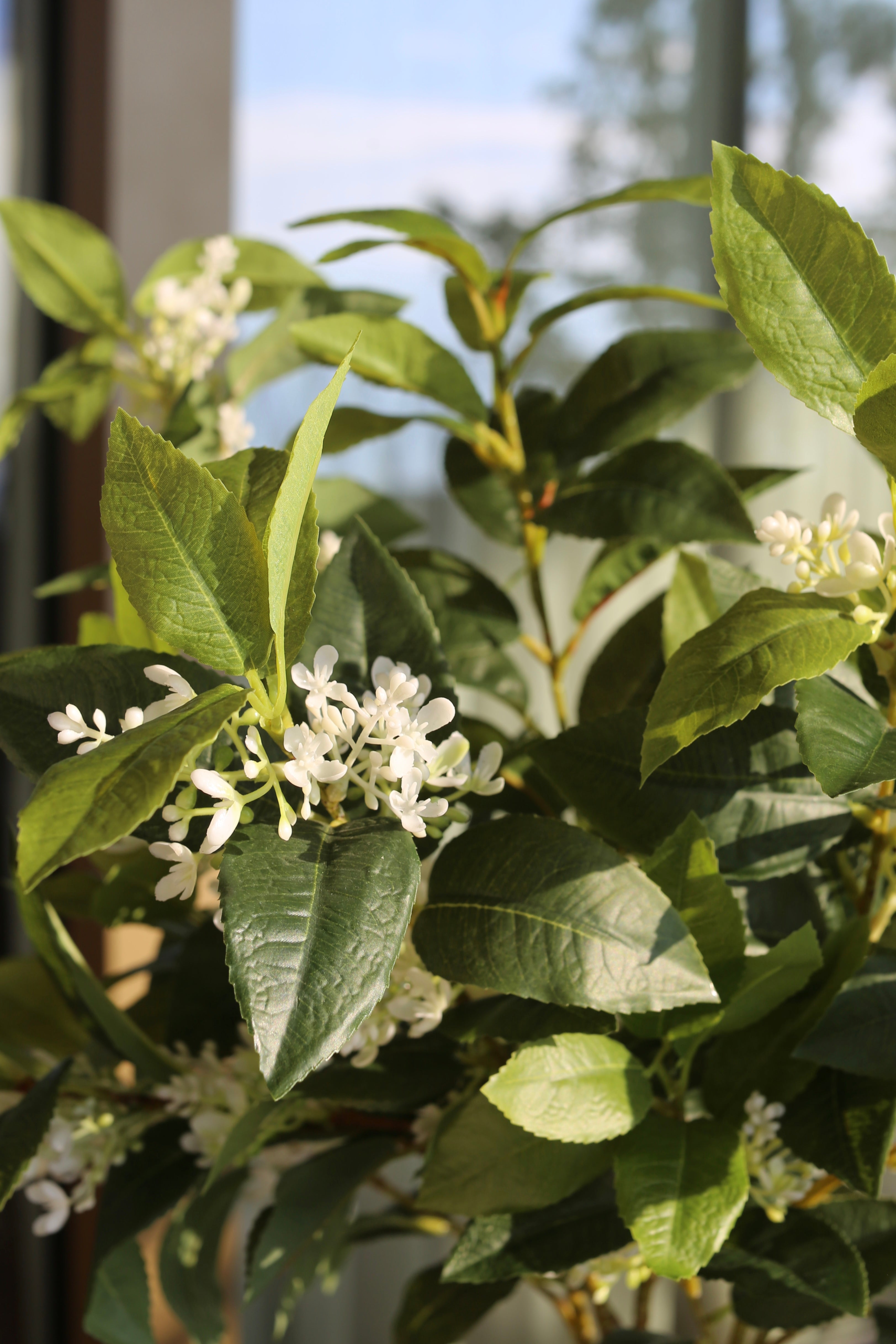 Sweet Olive Bush White