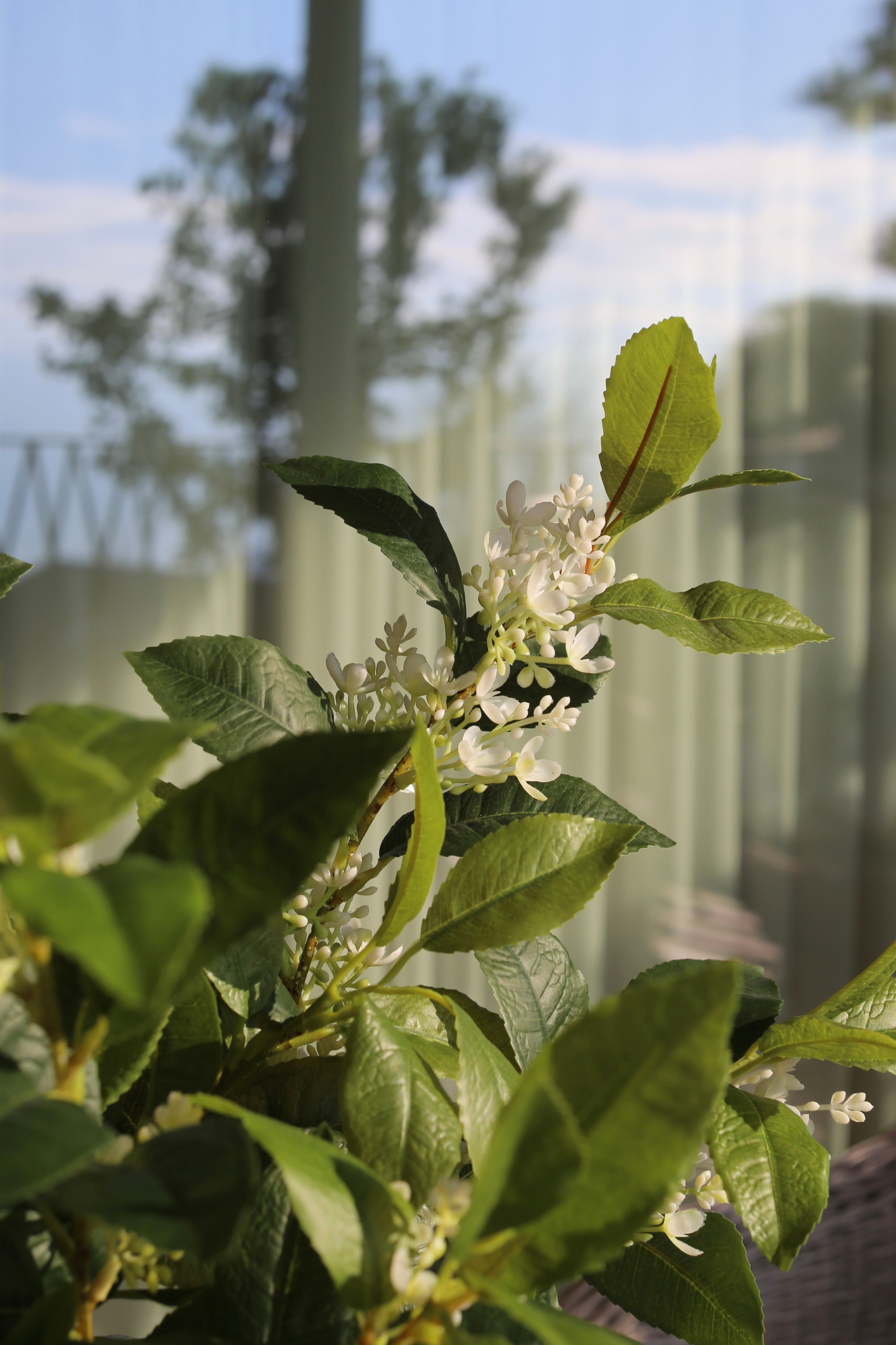 Sweet Olive Bush White