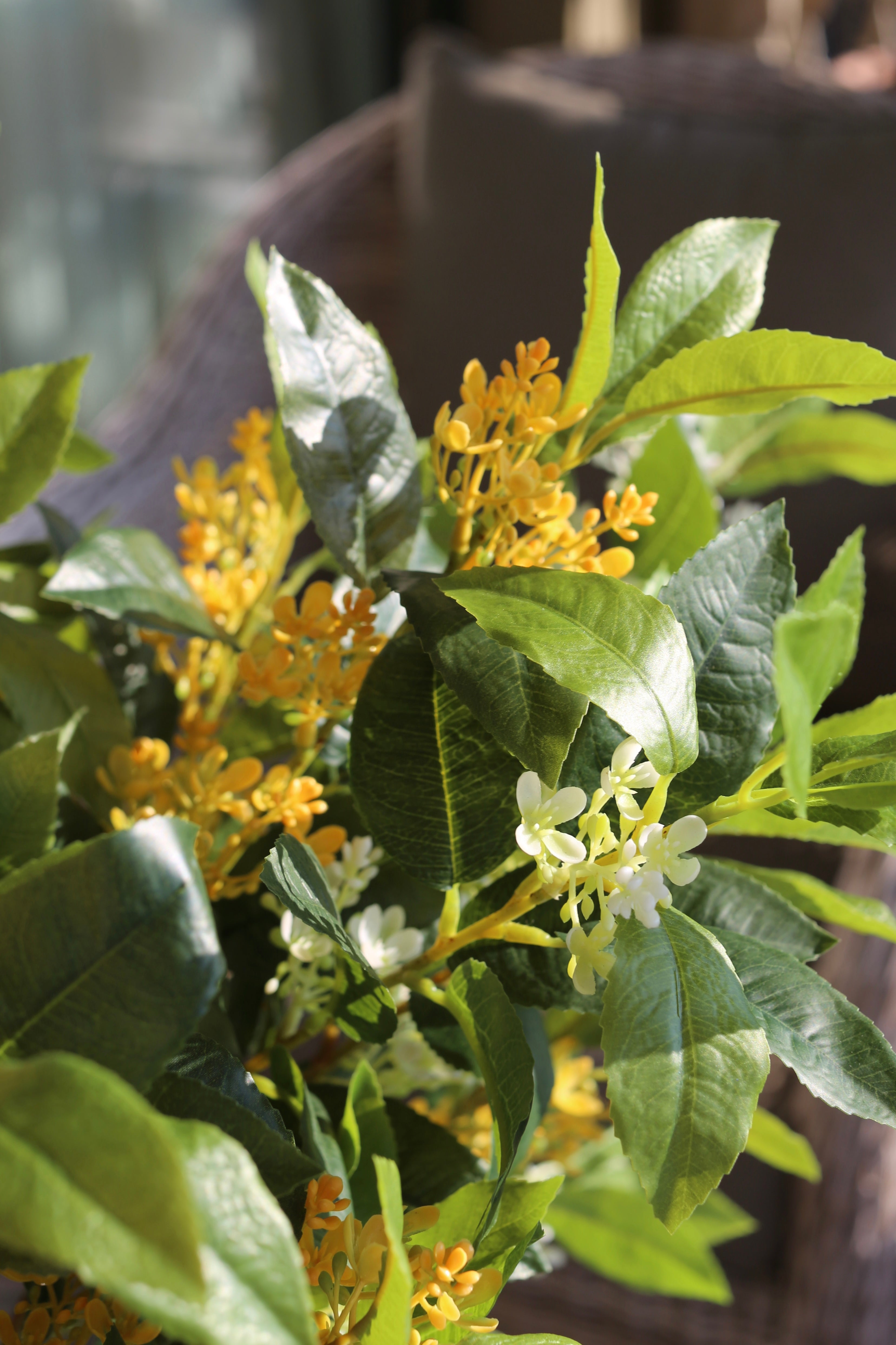 Sweet Olive Bush Deluxe