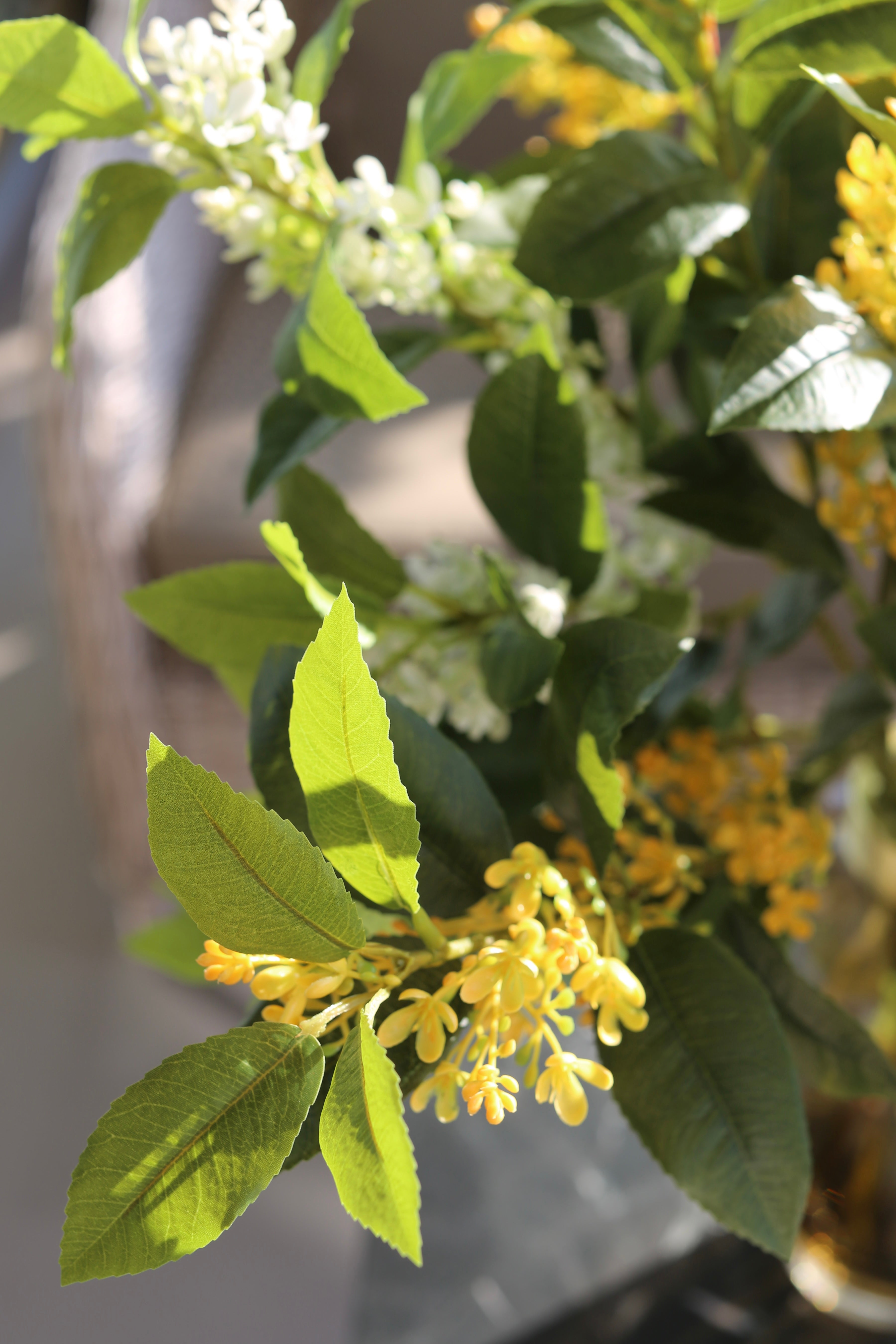 Sweet Olive Bush Deluxe