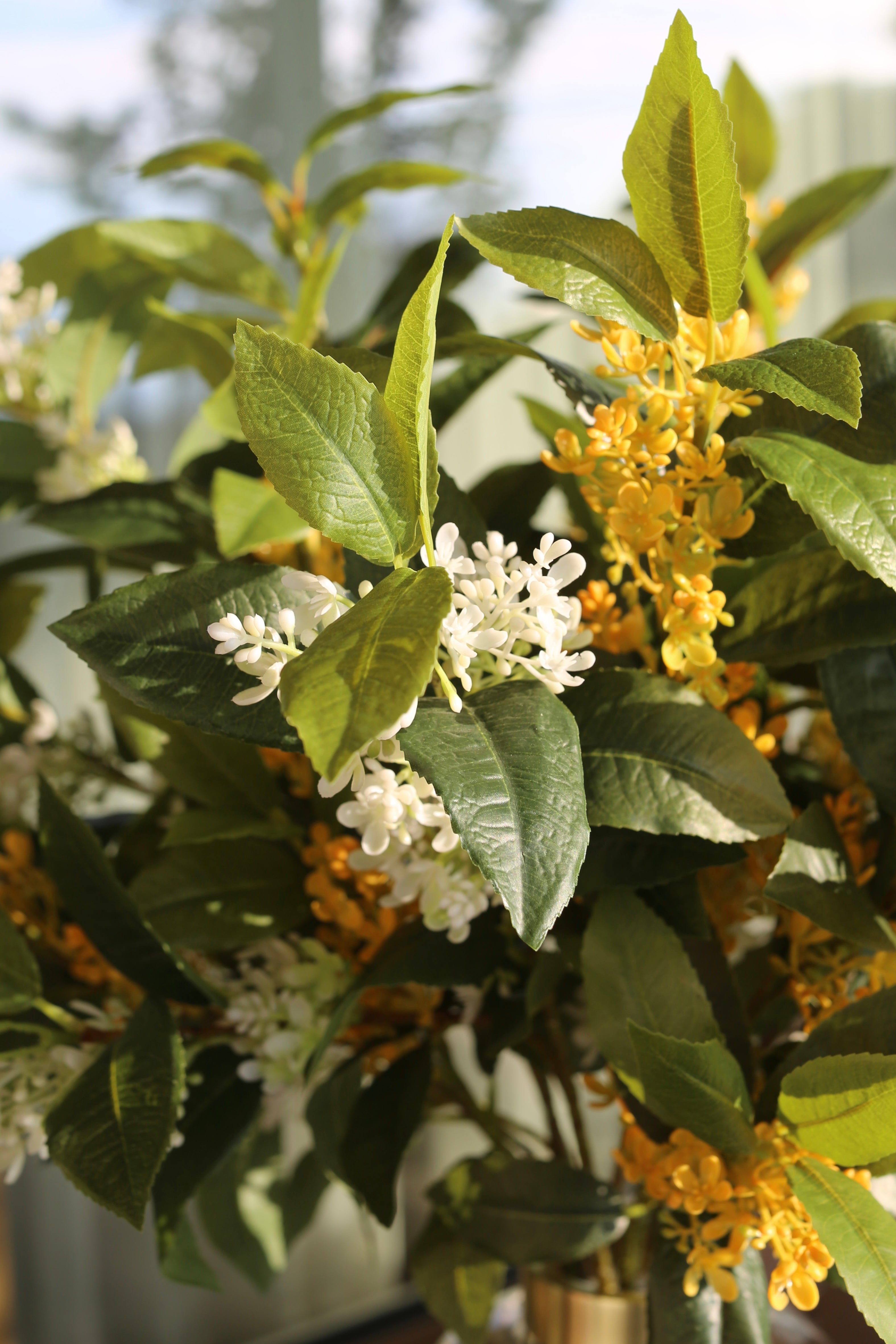 Sweet Olive Bush Deluxe