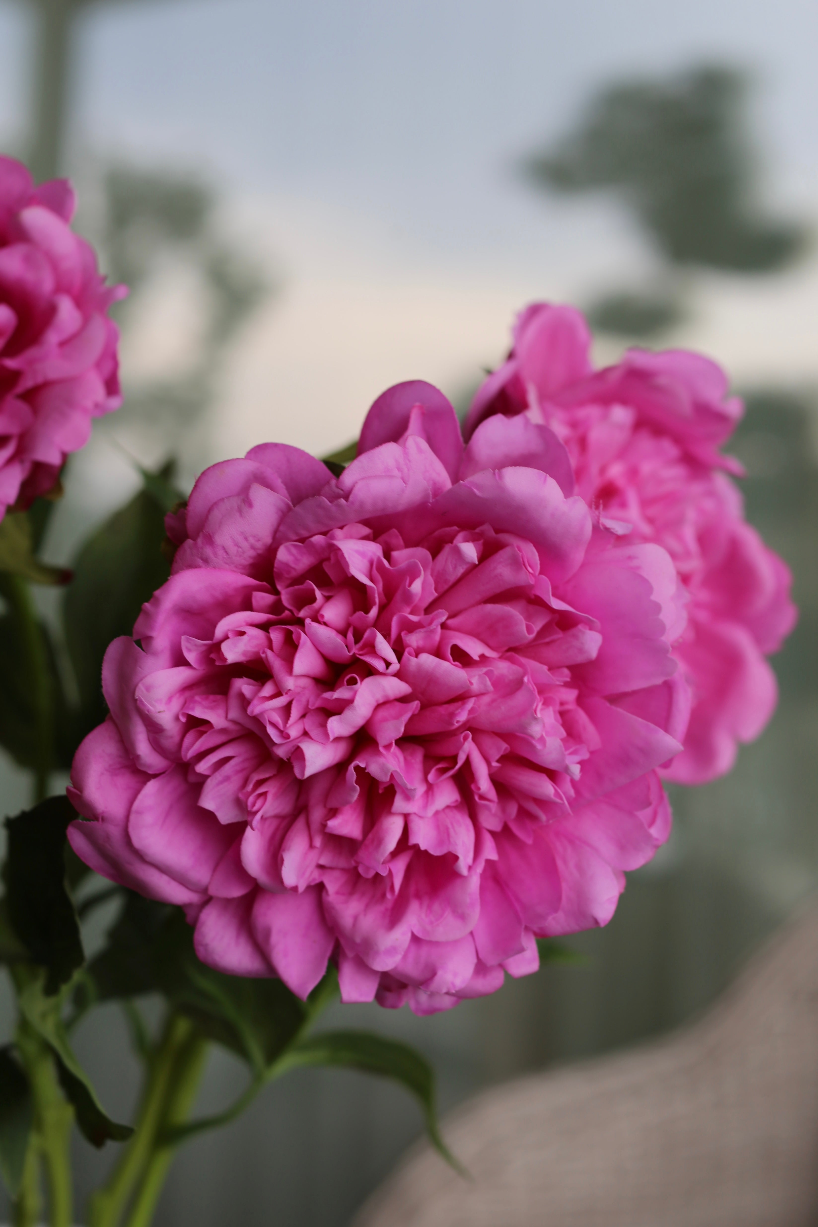 Premium Peony Bouquet Magenta