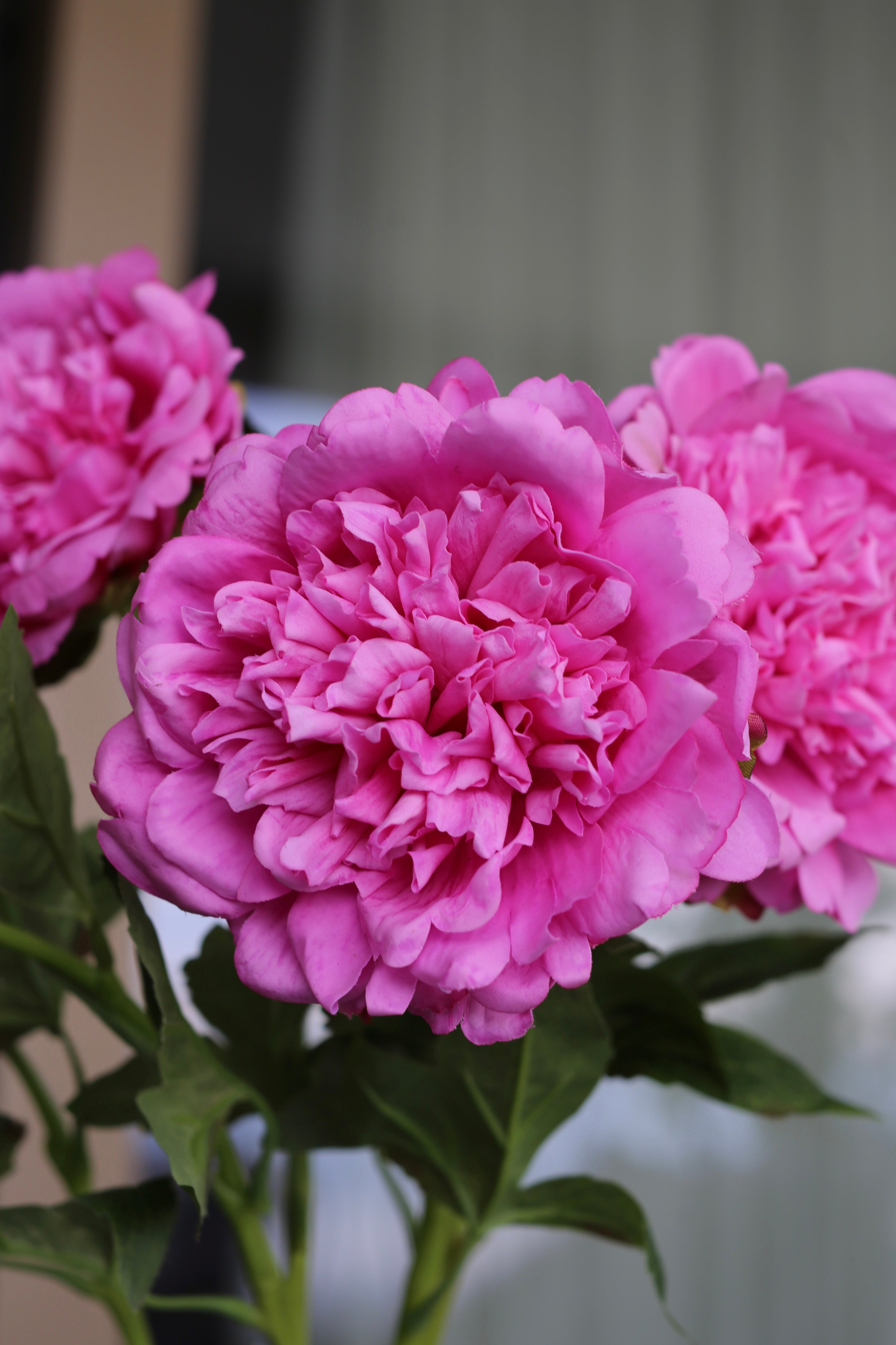 Premium Peony Bouquet Magenta