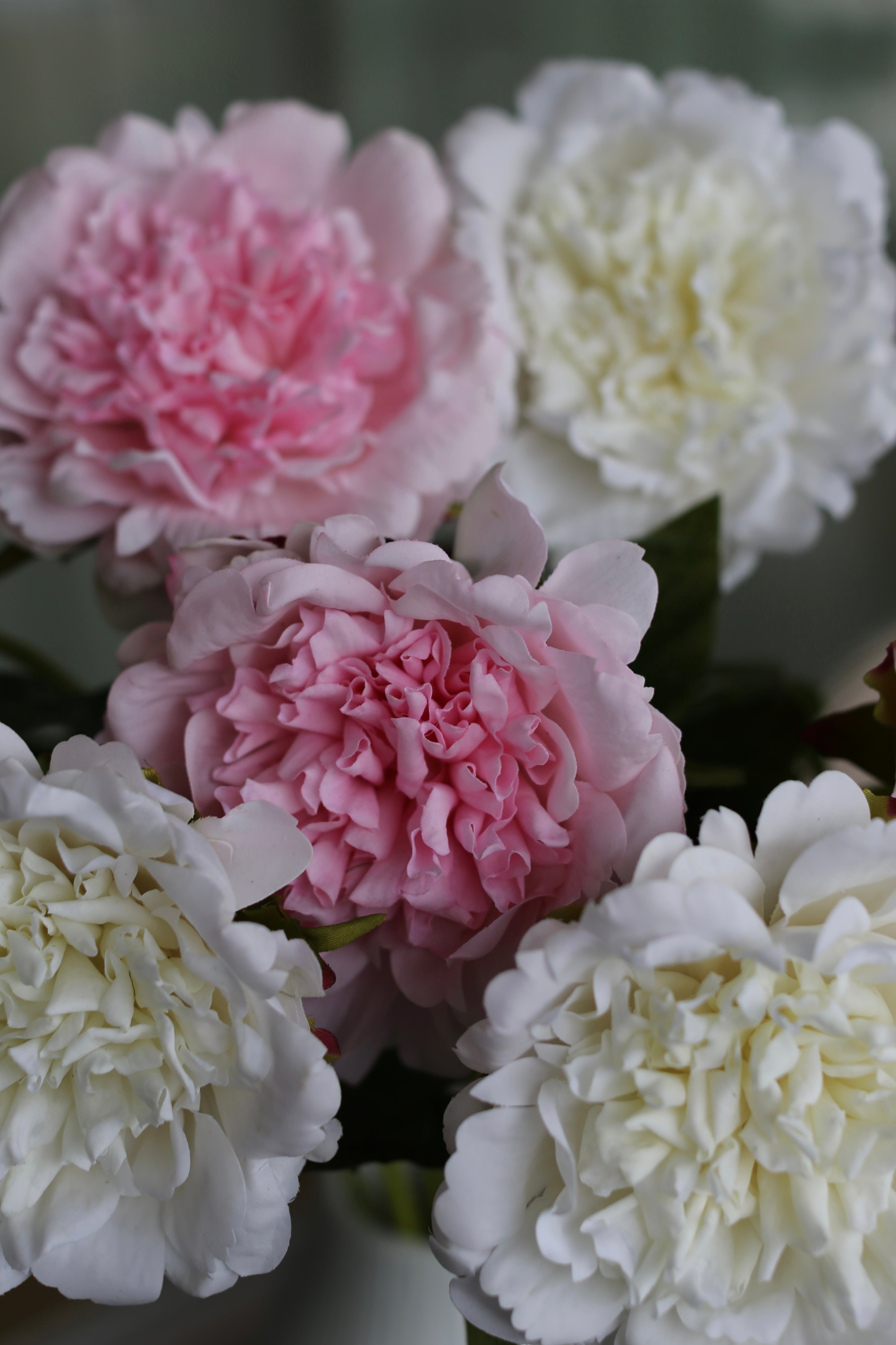 Premium Peony Bouquet Pink & White