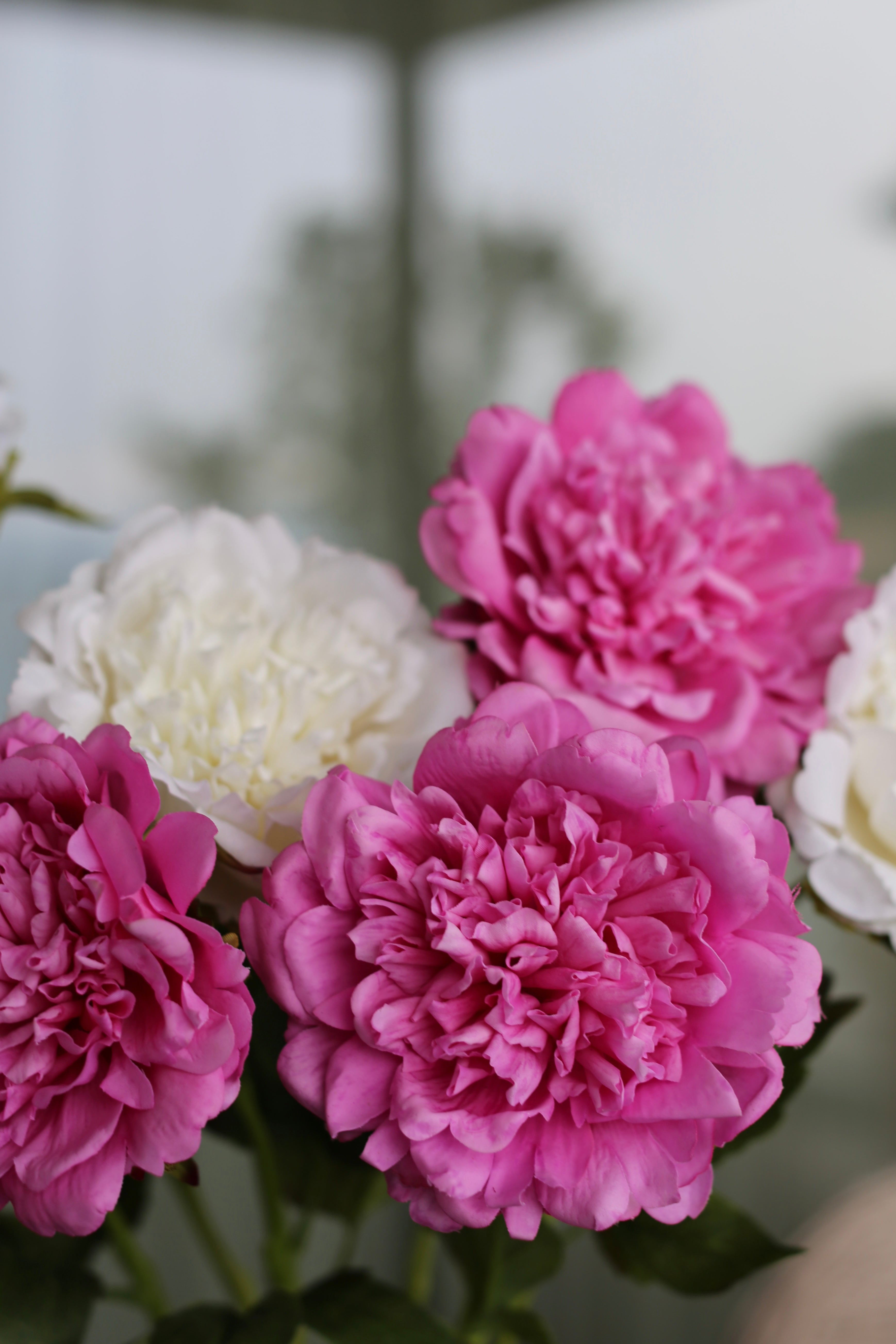 Premium Peony Bouquet Magenta & White