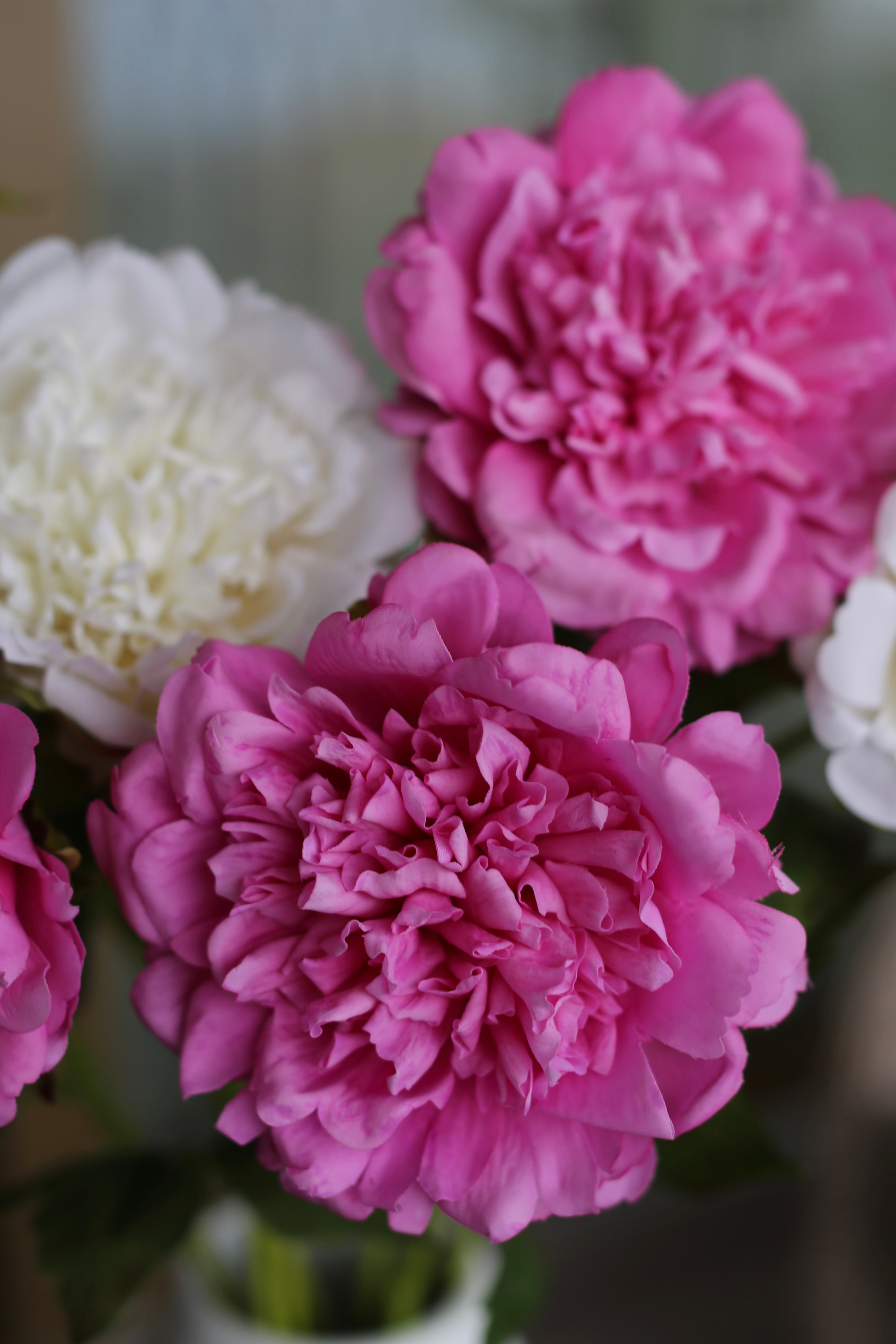 Premium Peony Bouquet Magenta & White