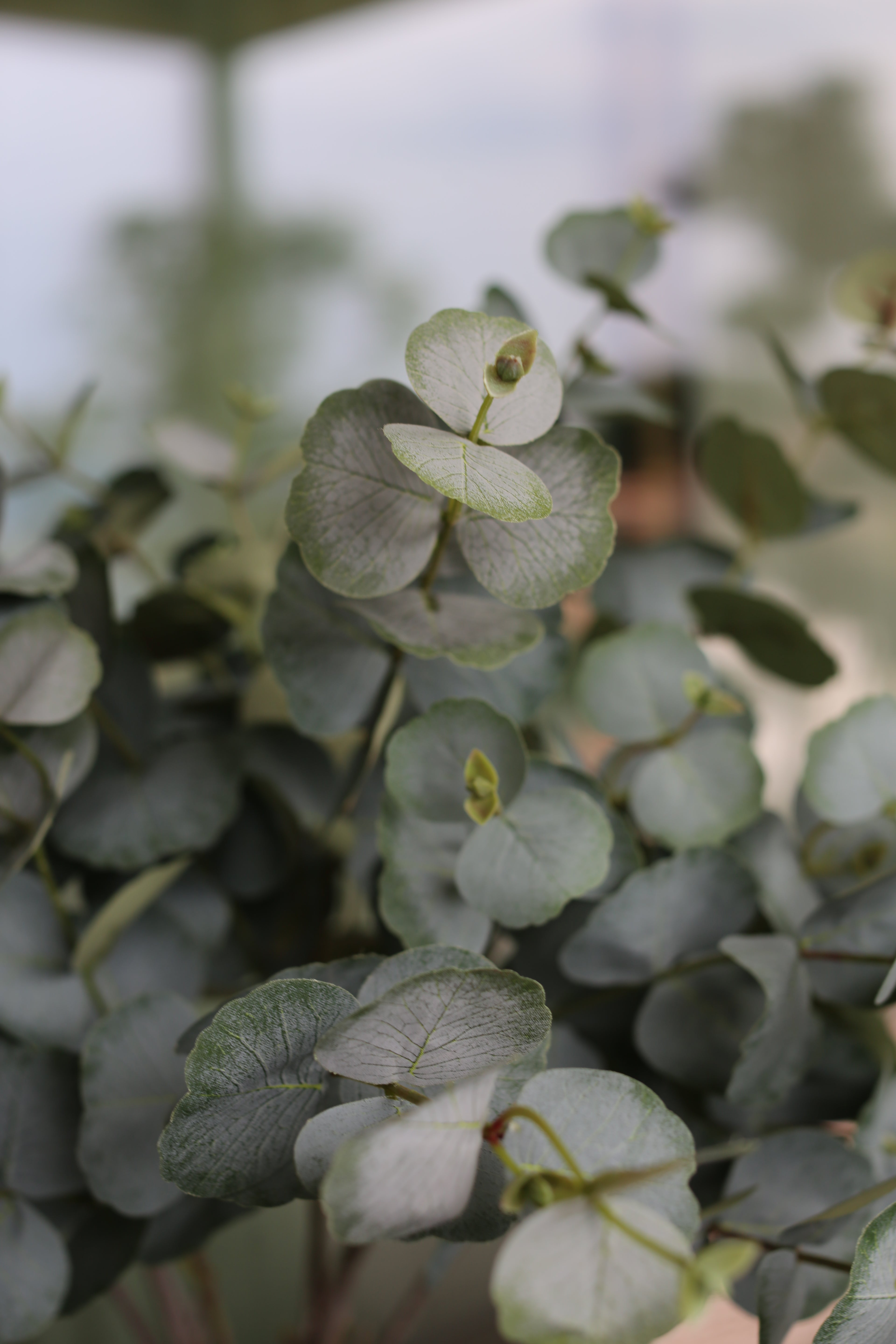 Green Eucalyptus Bouquet