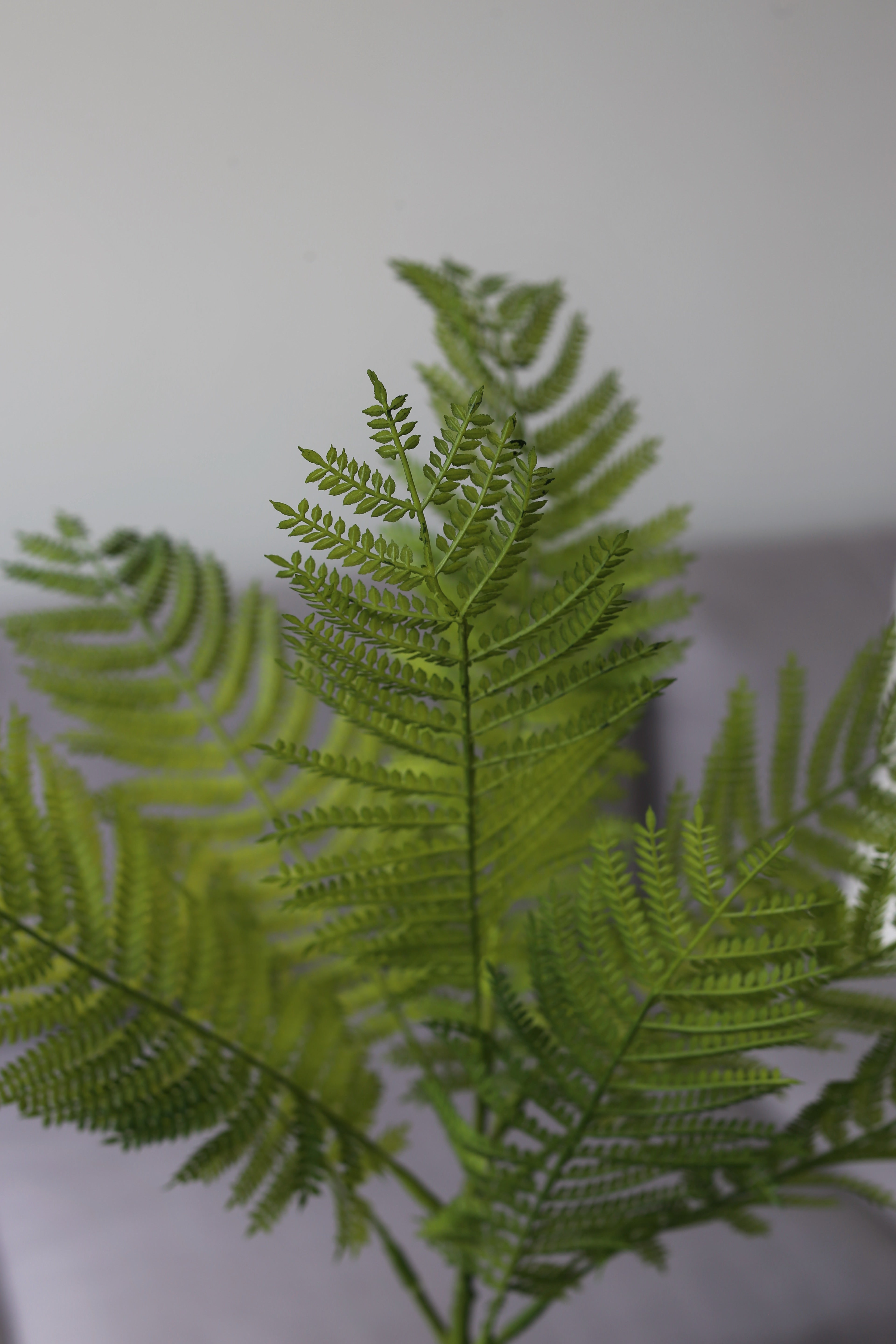 Forest Fern Spray – Premium Real Touch Foliage