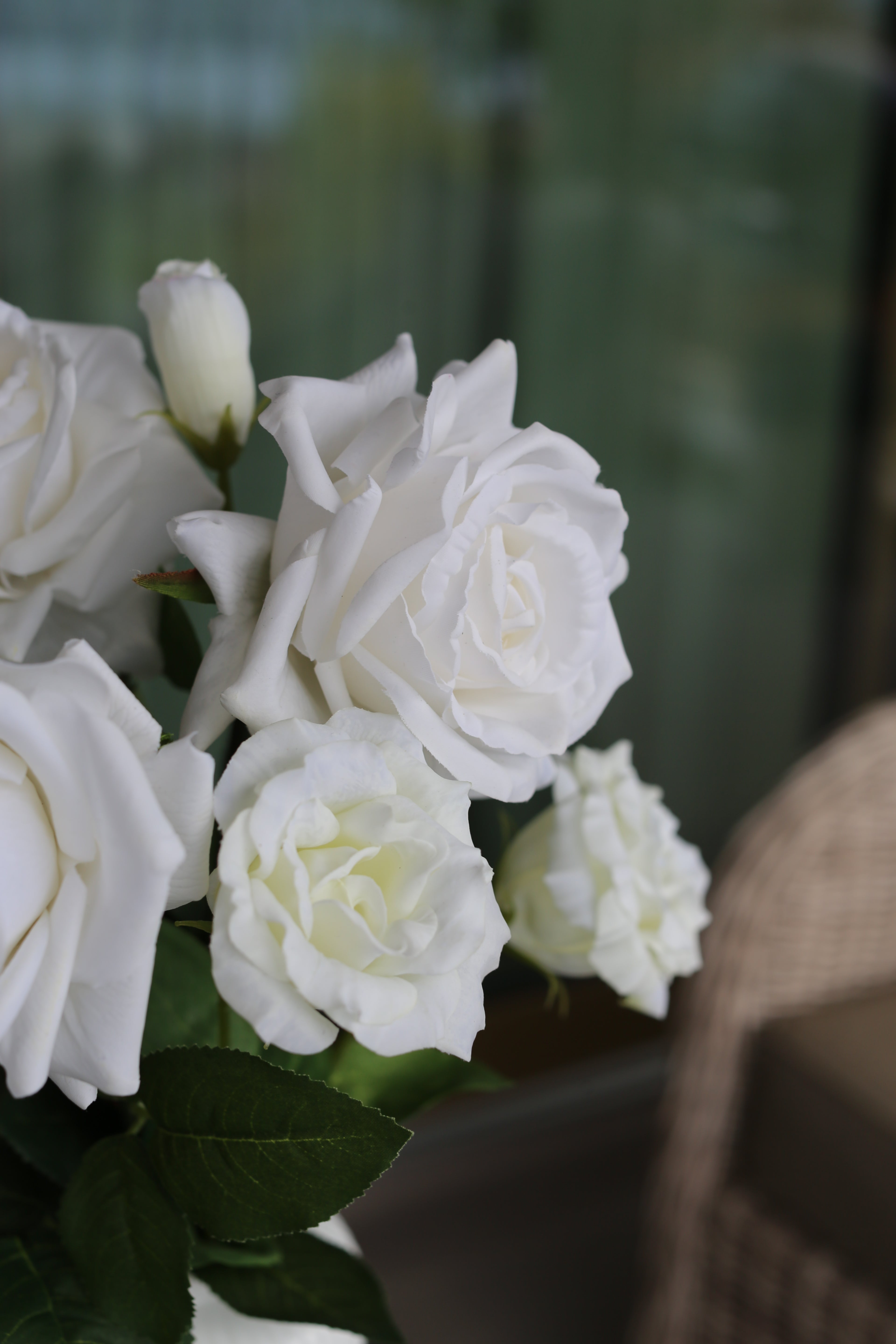 Snow Rose