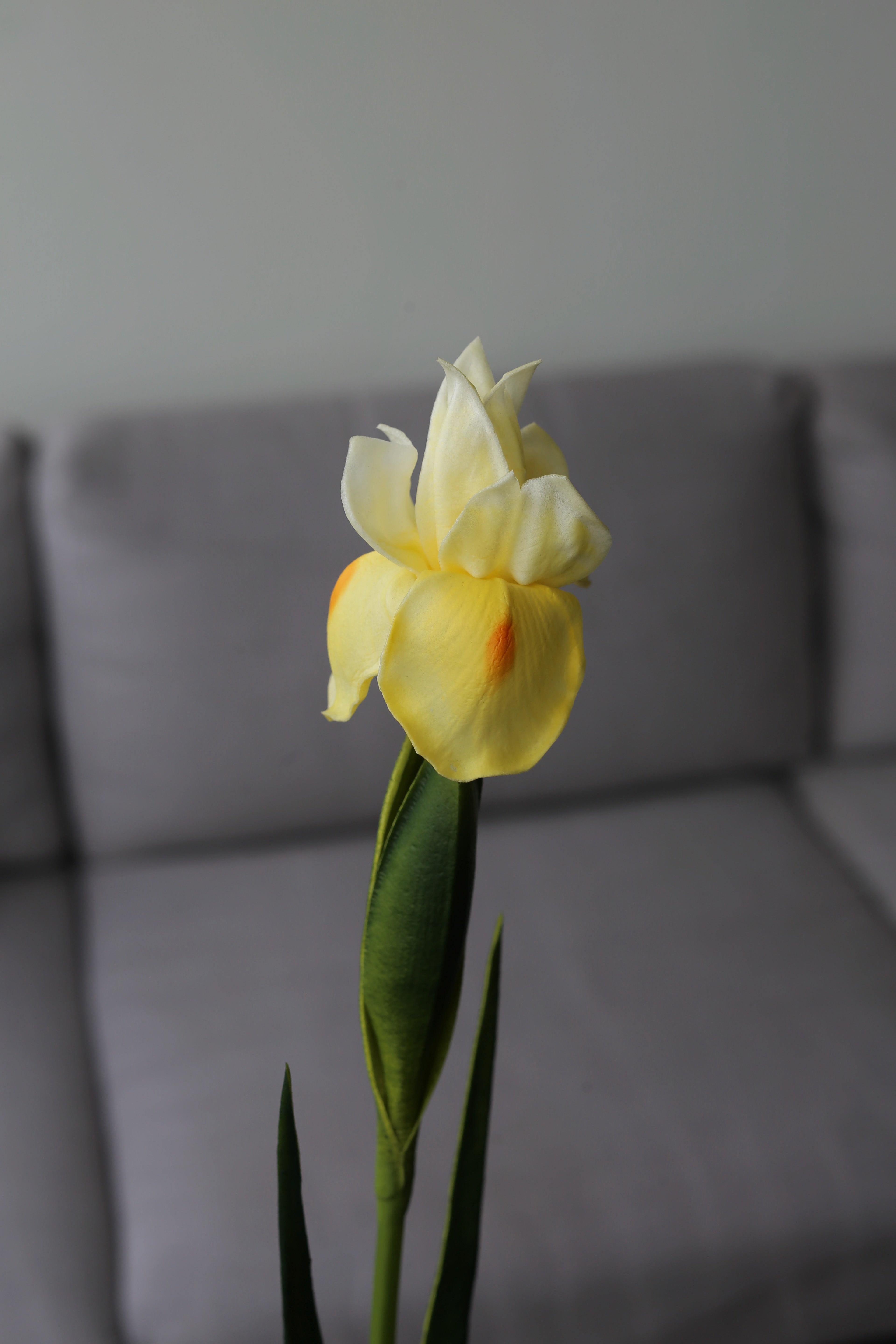 Yellow Iris – Premium Real Touch Stem