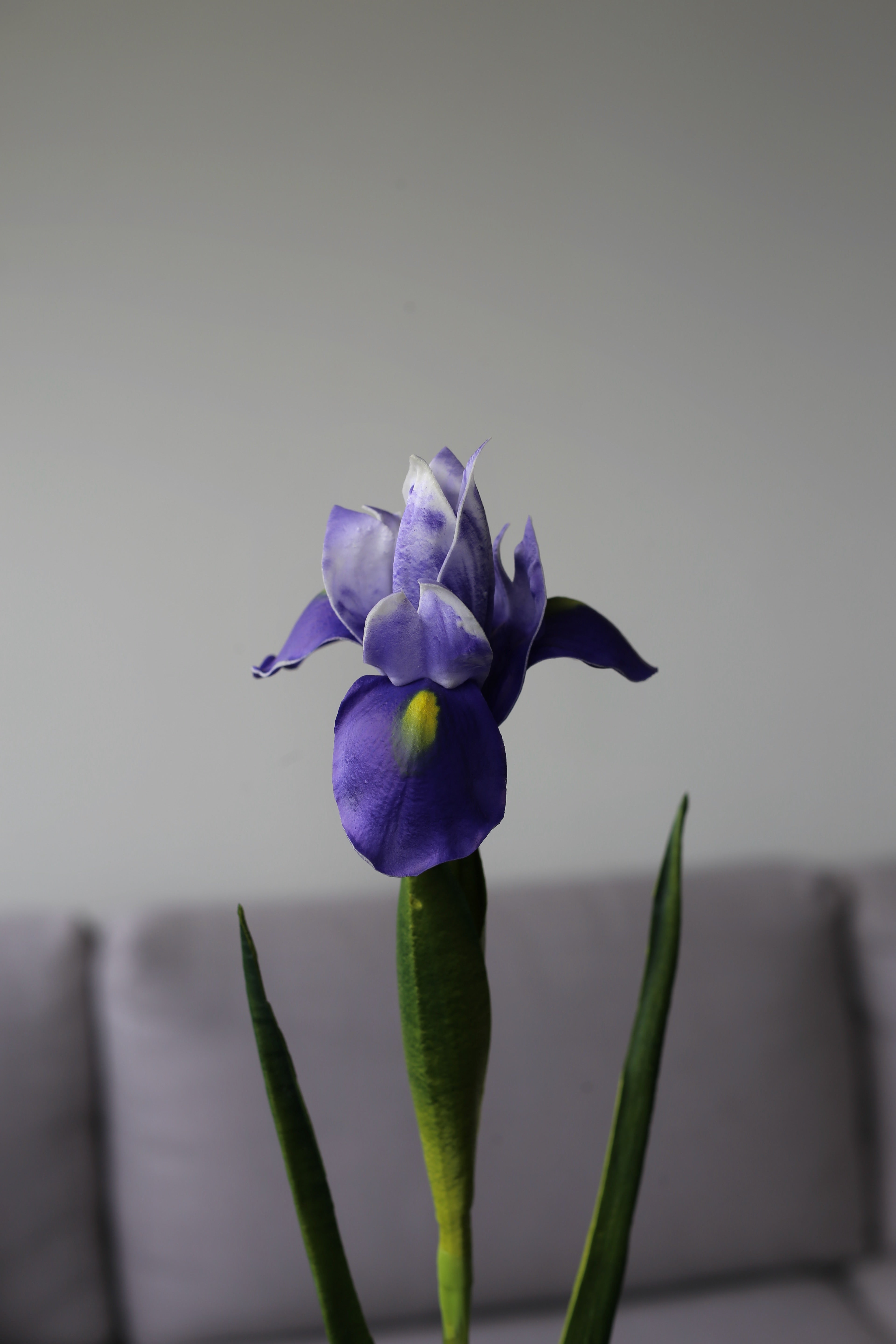 Yellow Iris – Premium Real Touch Stem