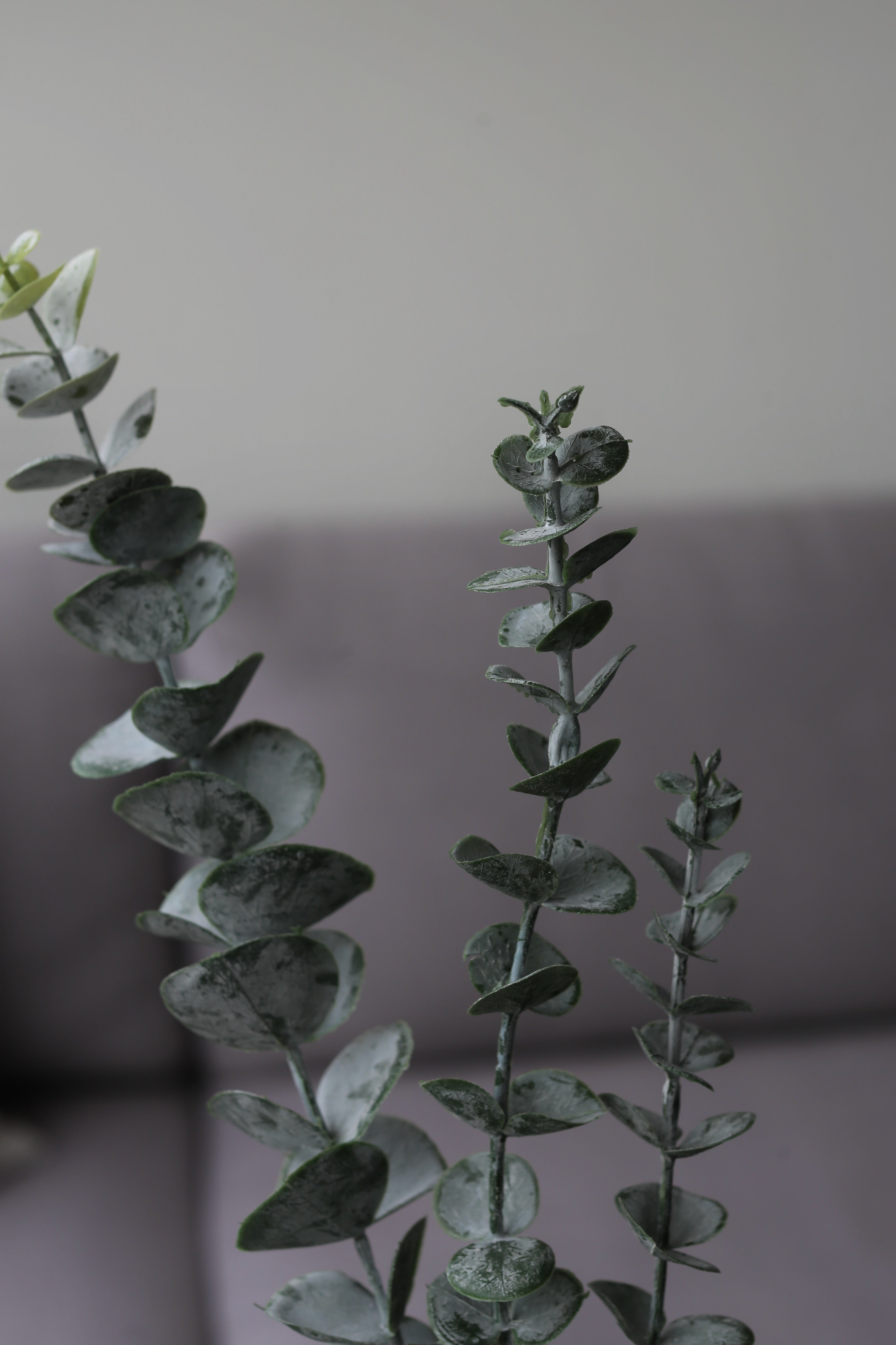 Silver Dollar Eucalyptus – Premium Real Touch Foliage