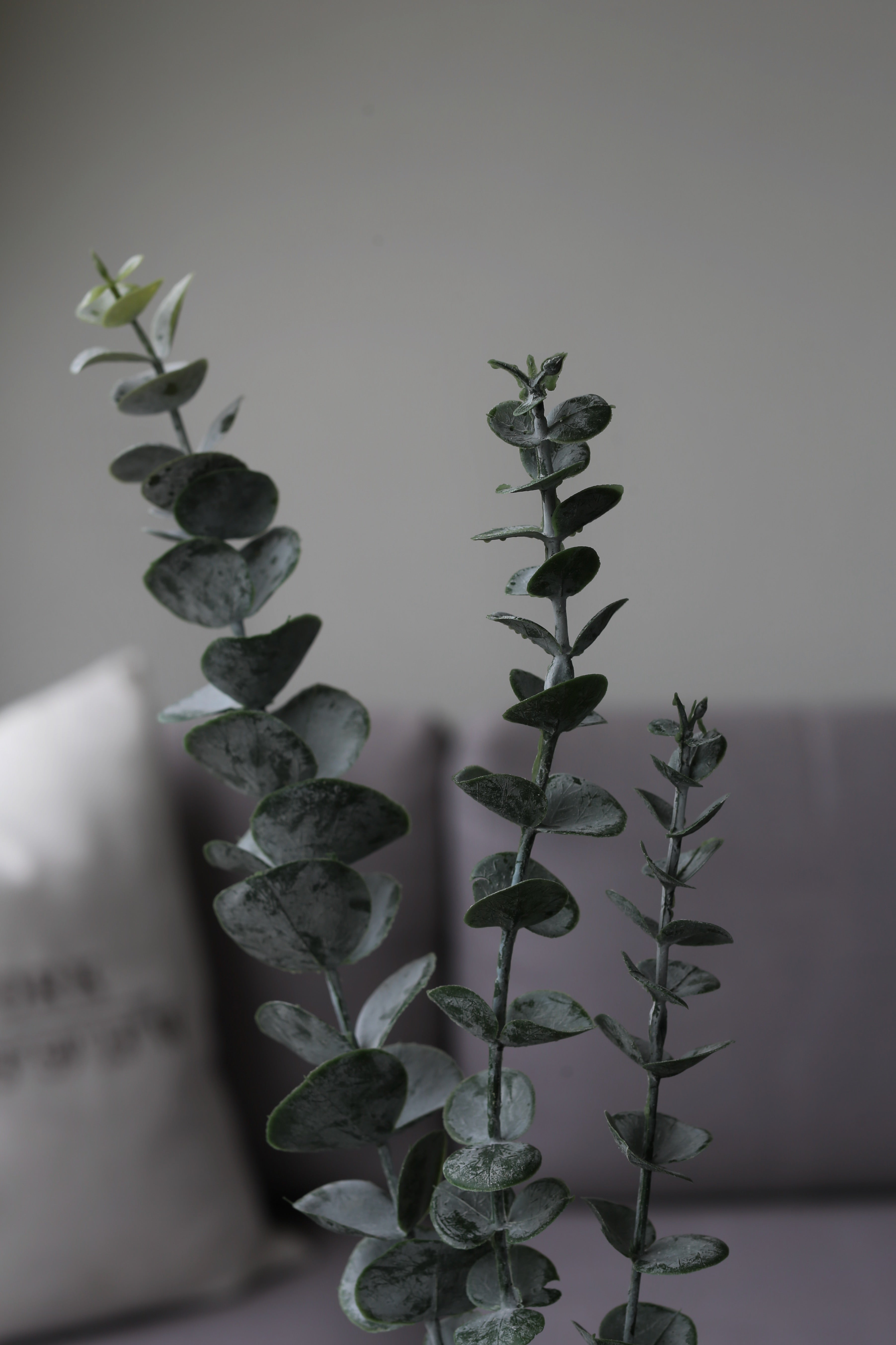 Silver Dollar Eucalyptus – Premium Real Touch Foliage