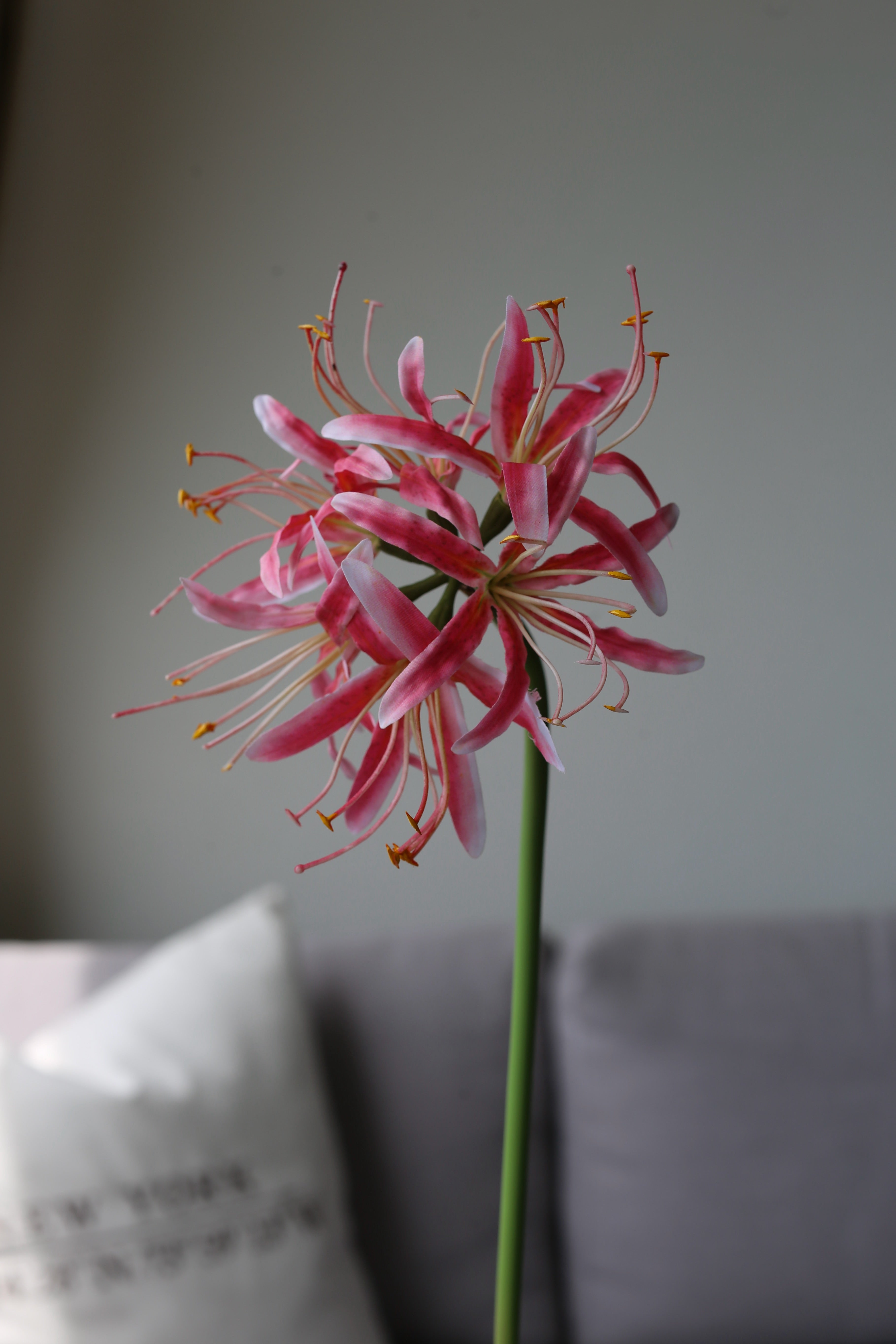 Pink Nerine Lily – Premium Real Touch Stem