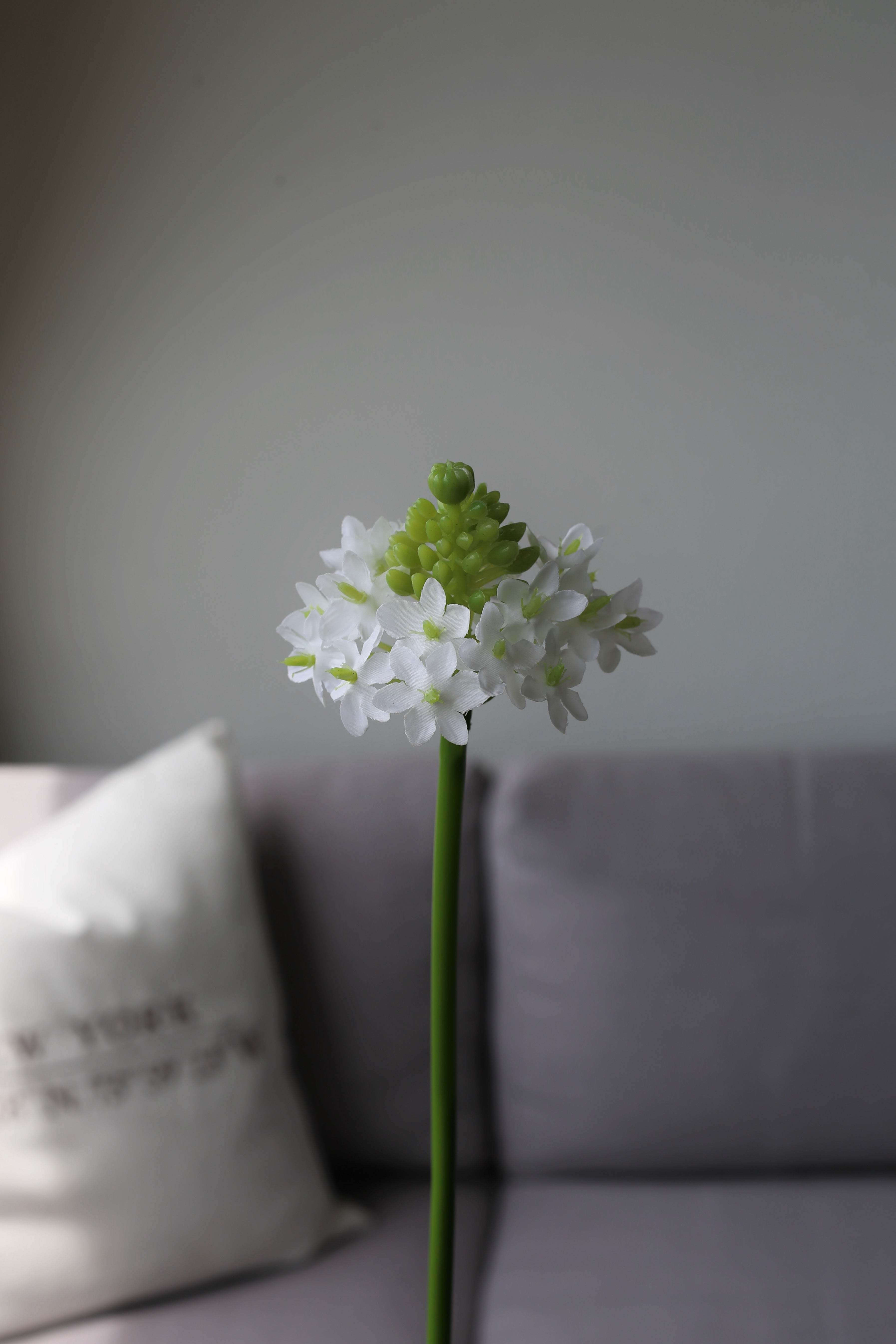 White Chincherinchee – Premium Silk Stem