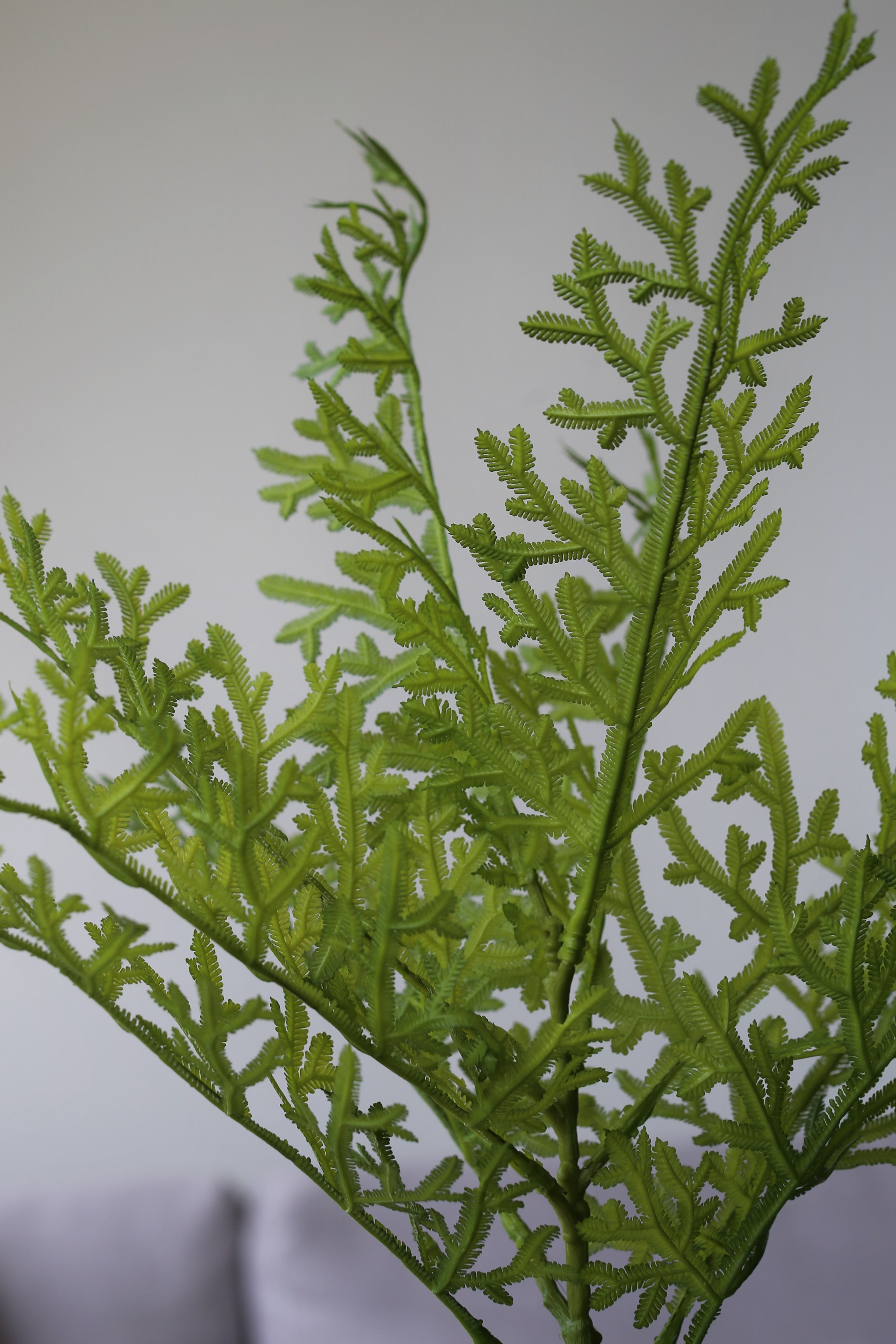 Emerald Moss Fern – Premium Real Touch Foliage