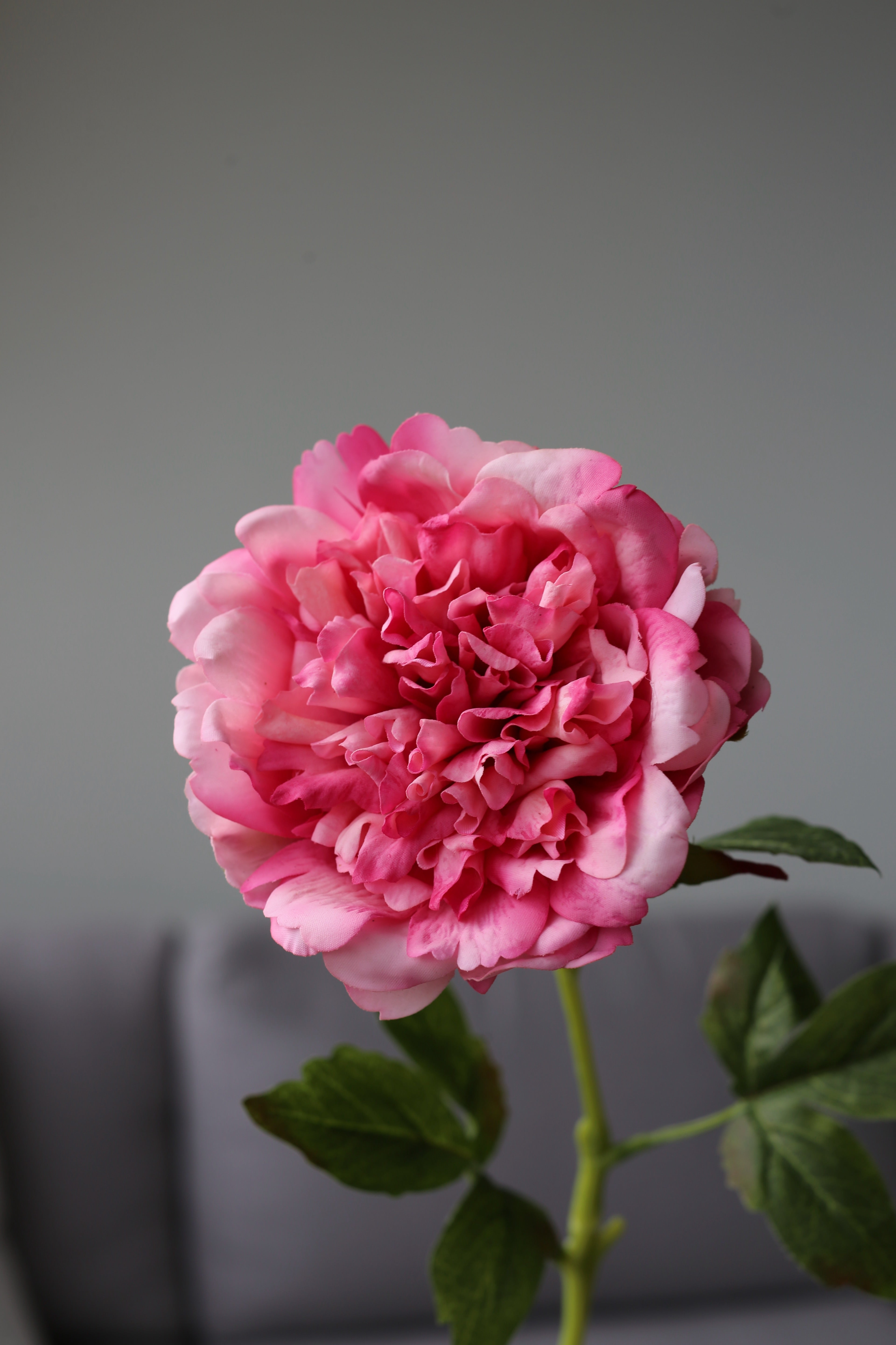 Pink Peony – Premium Real Touch Stem