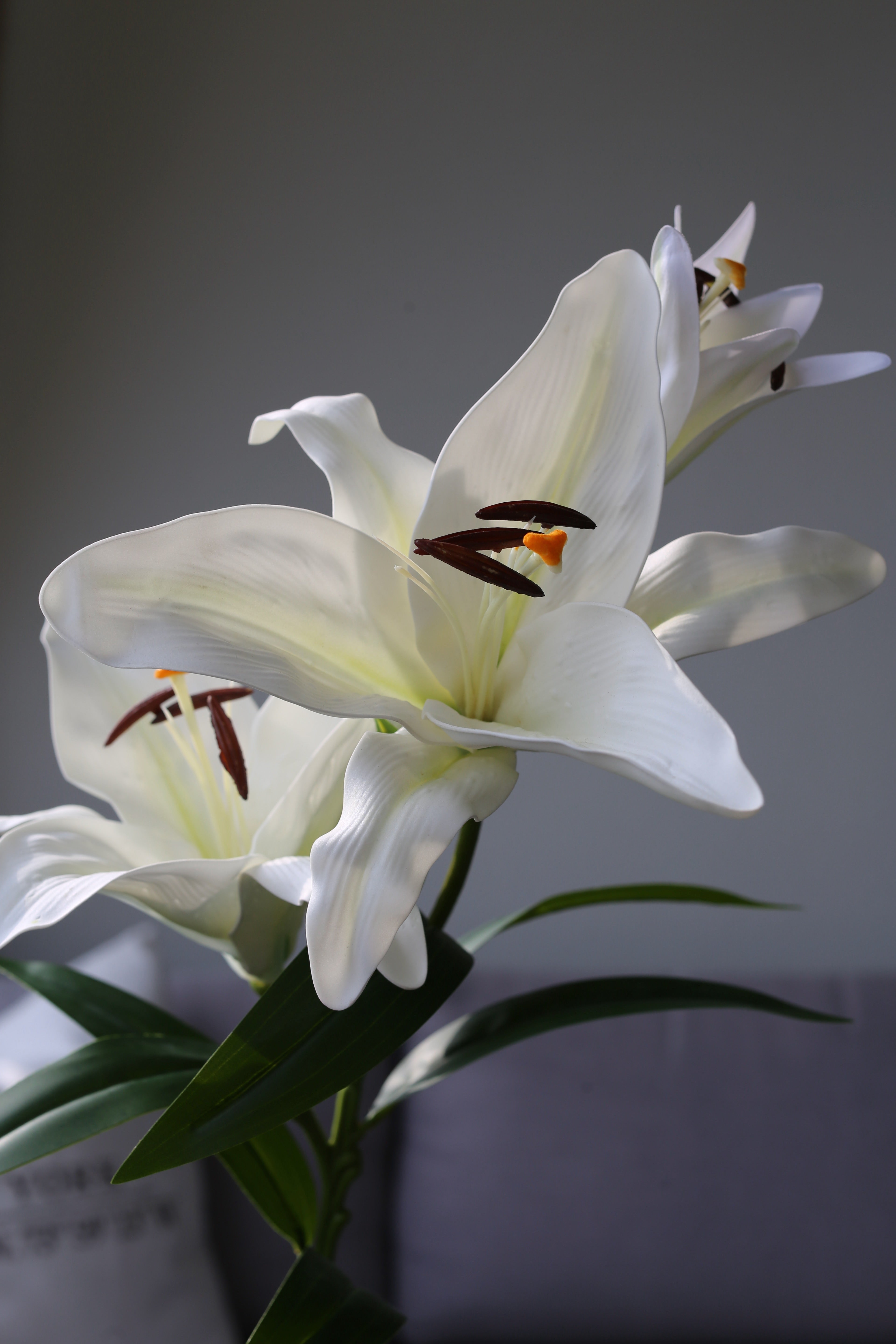 White Stargazer Lily – Premium Real Touch Stem